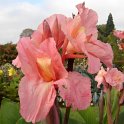 Canna x 'Louis Cayeux'